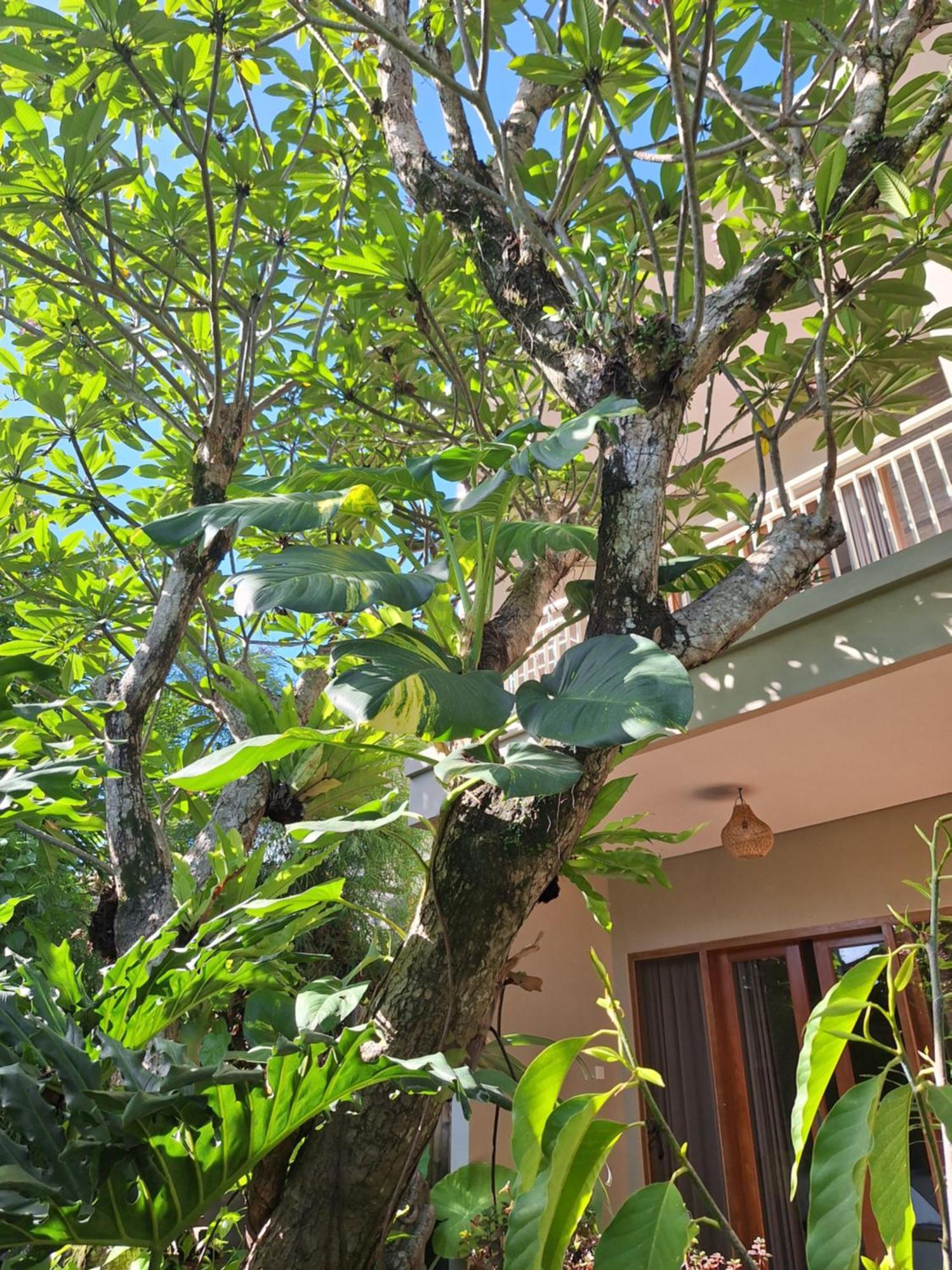 Kasapa Inn ウブド エクステリア 写真
